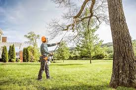 Best Tree Disease Treatment  in Williston Park, NY