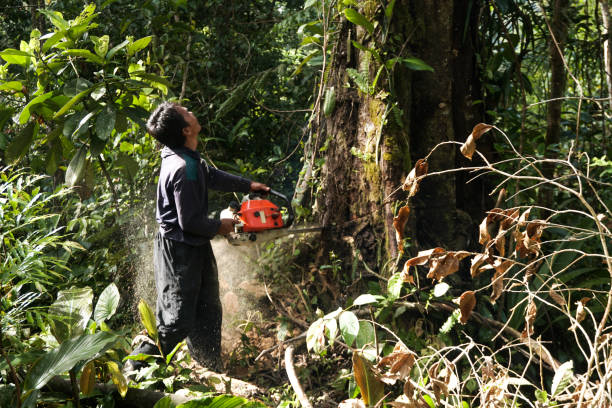 Best Arborist Consultation Services  in Williston Park, NY