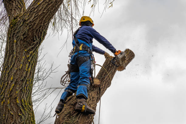 Williston Park, NY Tree Removal Company
