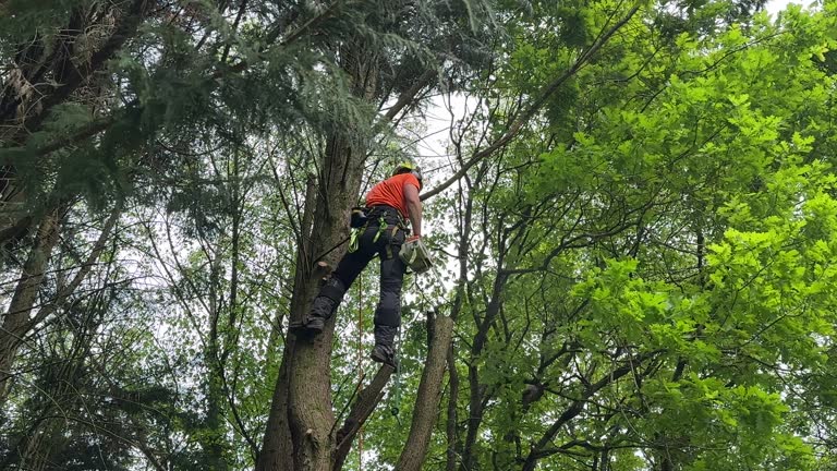 Best Tree Cabling and Bracing  in Williston Park, NY