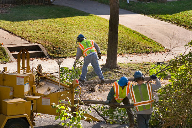 Best Tree and Shrub Care  in Williston Park, NY
