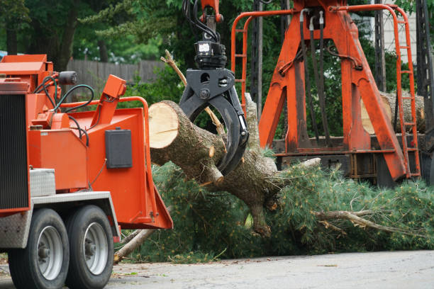 Best Lawn Grading and Leveling  in Williston Park, NY