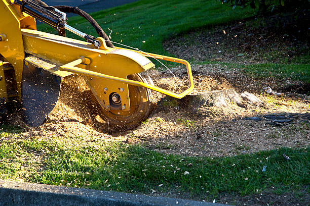 Best Commercial Tree Services  in Williston Park, NY