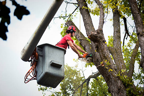 Best Emergency Tree Removal  in Williston Park, NY
