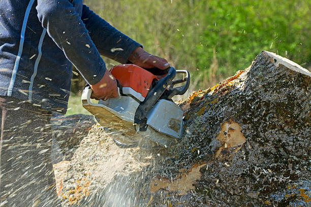 Best Soil Testing and Treatment  in Williston Park, NY