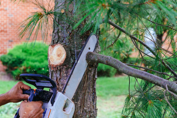  Williston Park, NY Tree Removal Pros