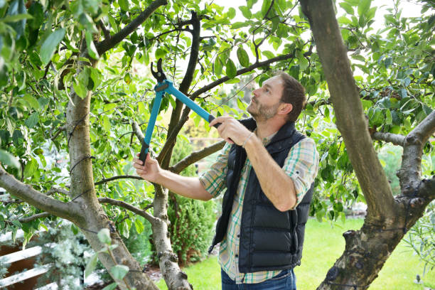 Best Organic Lawn Care Solutions  in Williston Park, NY